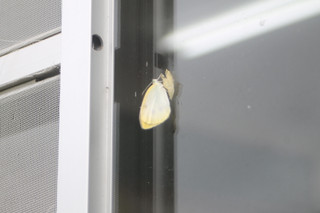 Img_1339 Img_1339