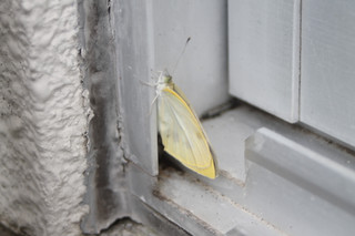 Img_1340 Img_1340