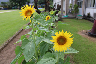 Img_0558 Img_0558